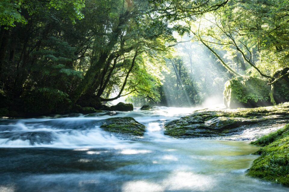 Forest scene in fine weather - clean water flows through a clear stream - you can see why environmental protection and sustainability are such important issues