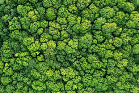 Sustainability and environmental protection - a bird's eye view of a healthy green forest in summer