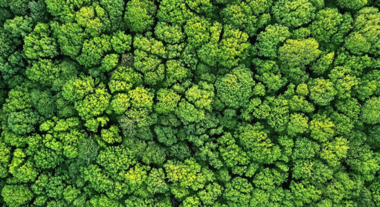 Sustainability and environmental protection - a bird's eye view of a healthy green forest in summer